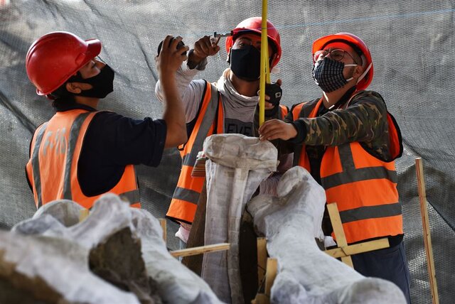 اسکلت‌ ماموت‌های کشف‌شده در مکزیک